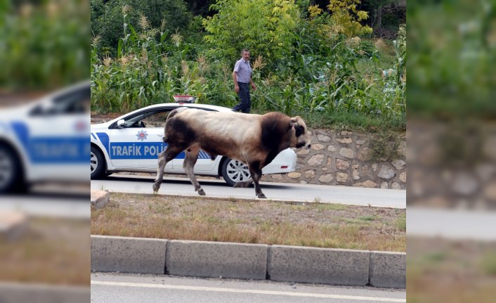 Mezbahaya götürülürken kaçan boğayla 3 saatlik mücadele