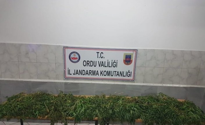 Ordu'da 8 kilogram esrar ele geçirildi