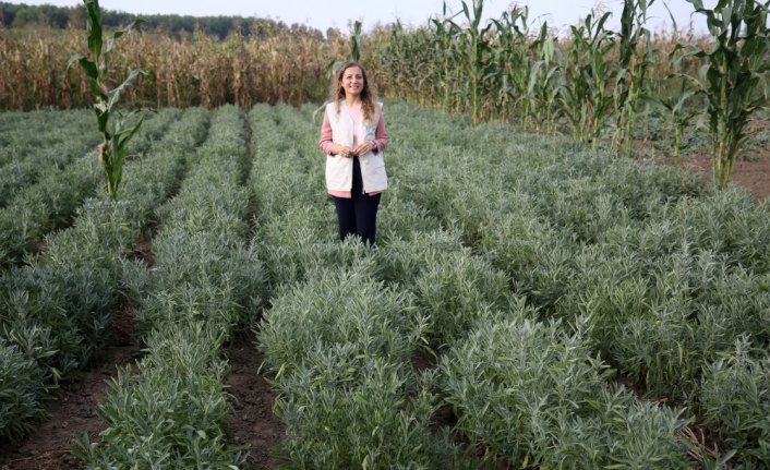 Düzce'de tıbbi ve aromatik bitkilerin ilk hasadı yapıldı