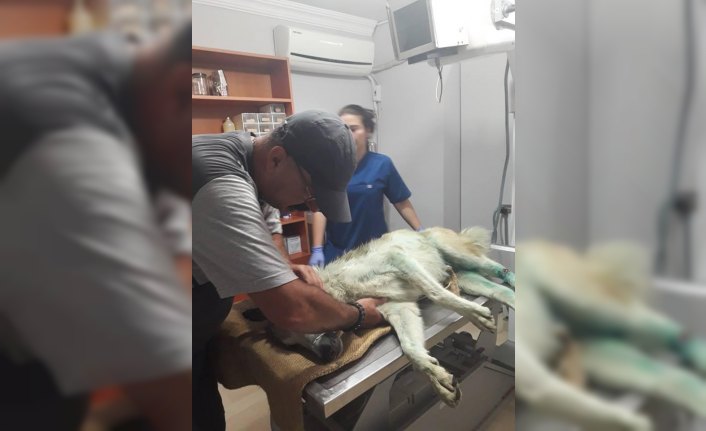 Vatandaşlardan yaralı köpek için 