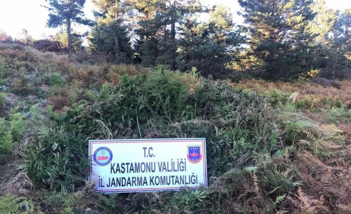 Kastamonu'da uyuşturucu operasyonu