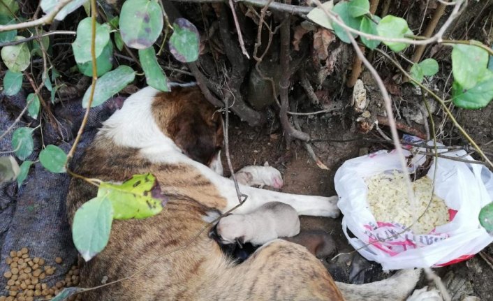 Sokak köpeği ve yavruları tedavi altına alındı