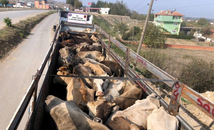 Tokat'ta sağlık raporsuz hayvan sevkiyatı iddiası