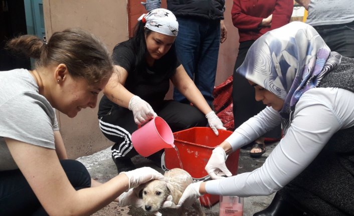 Yavru köpeğe öğrenciler sahip çıktı