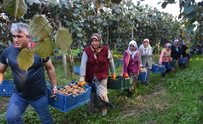 Bahçeye çevirilen bataklıkta 450 ton kivi üretildi