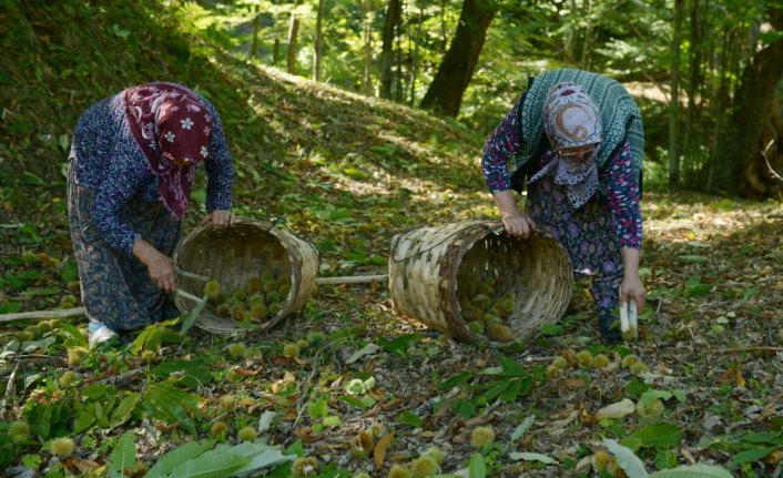 Kestane rekoltesinde yüksek artış