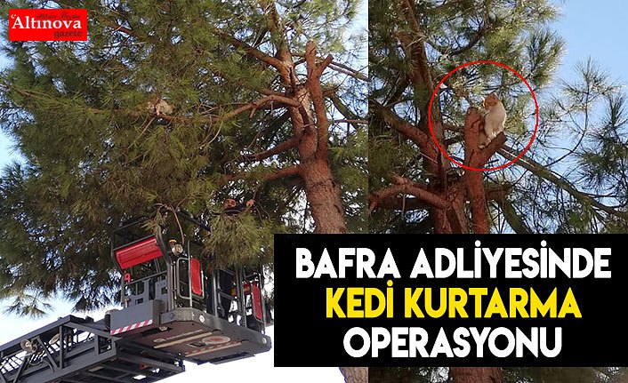 Bafra Adliyesinde kedi kurtarma operasyonu