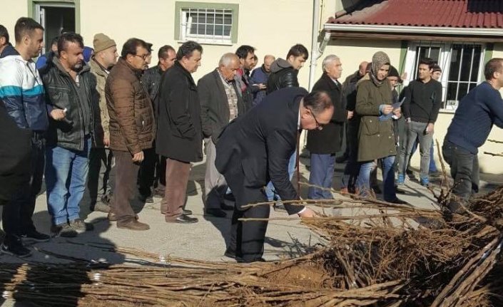 Çiftçilere aşılı ceviz fidanı dağıtıldı