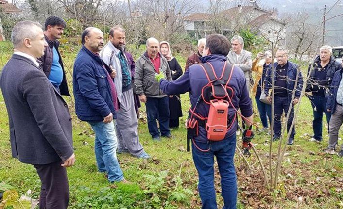 Ordu'da örnek fındık bahçesinde budama eğitimi