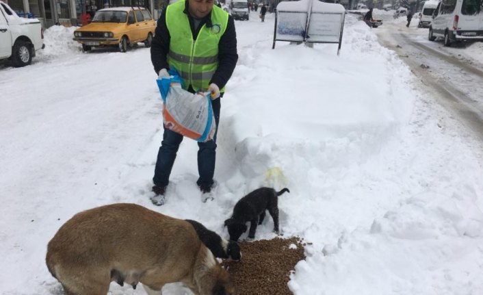 Sahipsiz köpeklere şefkat eli