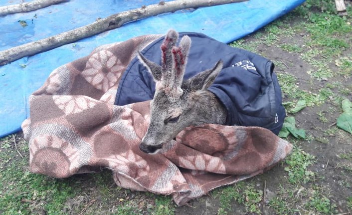 Kayalıklardan düşen karaca koruma altına alındı