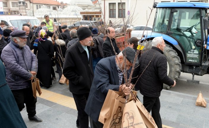 Tokat'ta fidan dağıtımında yoğunluk