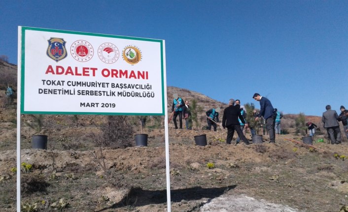 Tokat'ta fidan dikim töreni