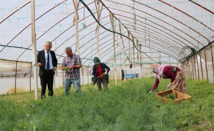 Çarşamba'da Tarım ve Orman Müdürü Akman'dan serada inceleme