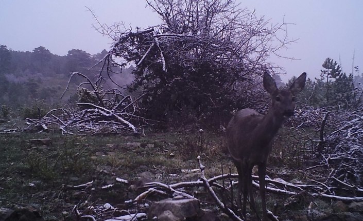 Sinop'ta yaban hayatı fotokapanla görüntülendi