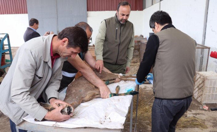 Tedavileri tamamlanan karacalar doğaya salındı