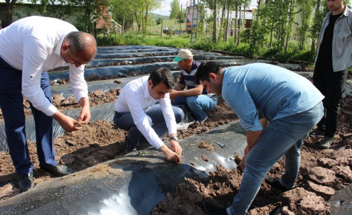 Yeşilyurt'ta çilek üretimi artırılacak