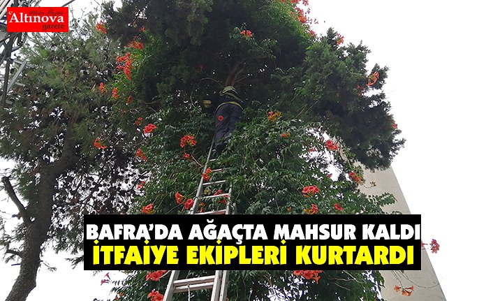 Ağaçta mahsur kaldı itfaiye kurtardı