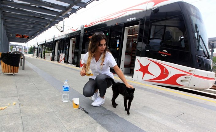 Duraktaki kediyi kadın vatman besliyor