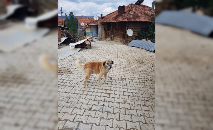 Köpeklere kürekle vuran kişiye para cezası