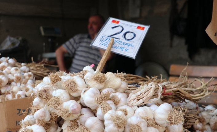 Taşköprü sarımsağında hasat sona erdi