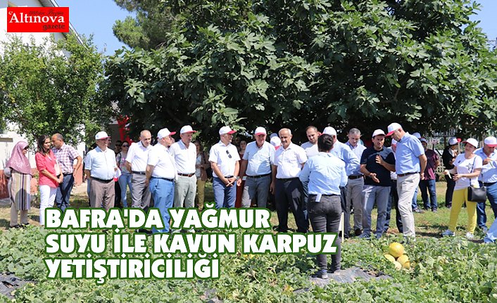 BAFRA'DA YAĞMUR SUYU İLE KAVUN KARPUZ YETİŞTİRİCİLİĞİ