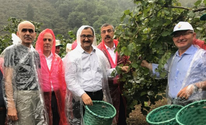 Giresun'da fındık hasadı törenle başladı