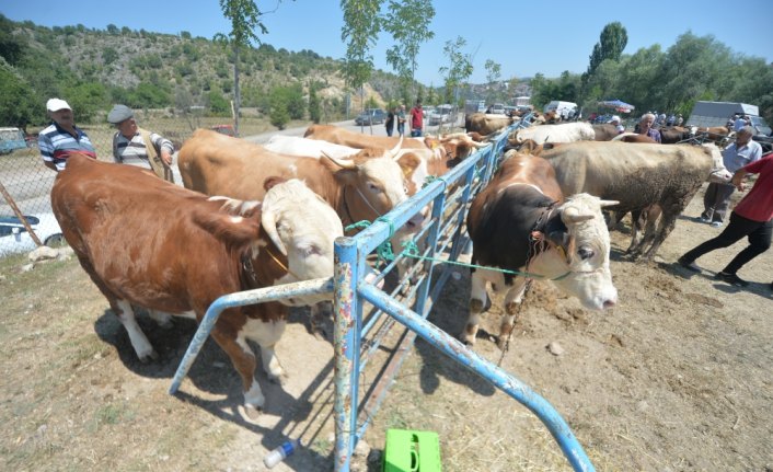 Hayvan pazarlarında kurban hareketliliği