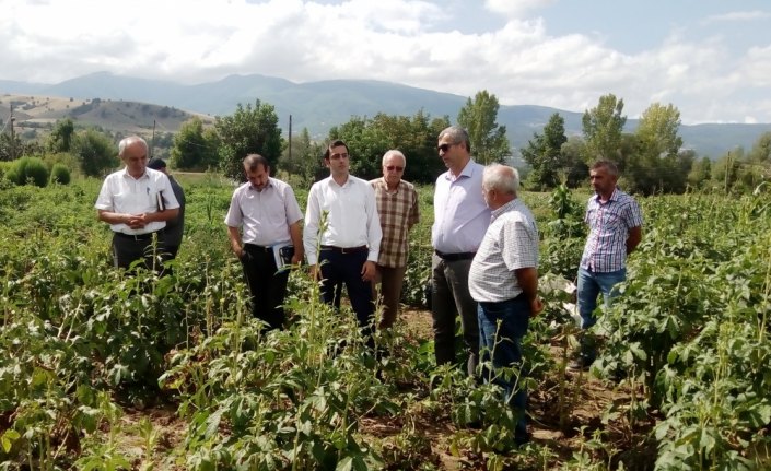 Kaymakam Altuntaş bamya tarlalarında incelemede bulundu