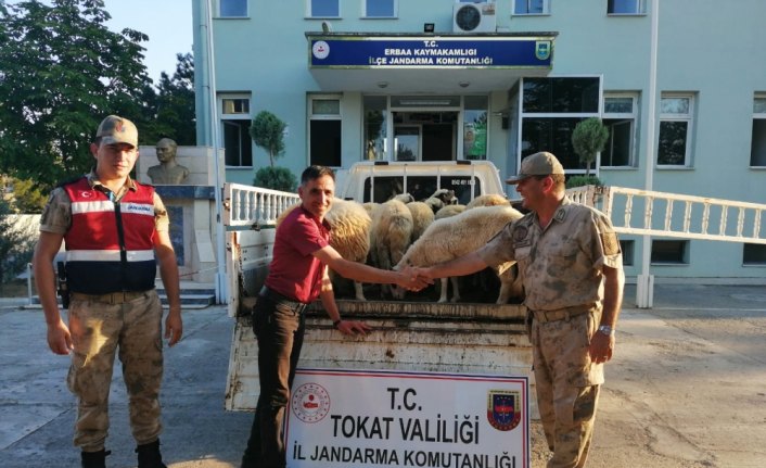 Koyun hırsızlarını özel ekip yakaladı