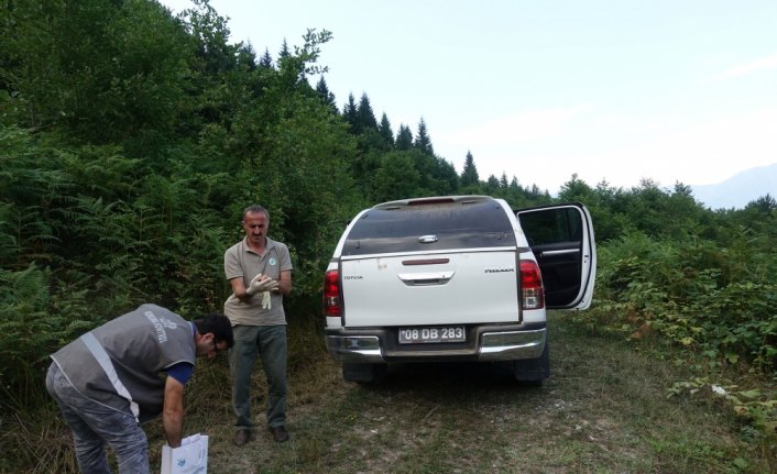 Tedavisi tamamlanan karaca doğaya bırakıldı