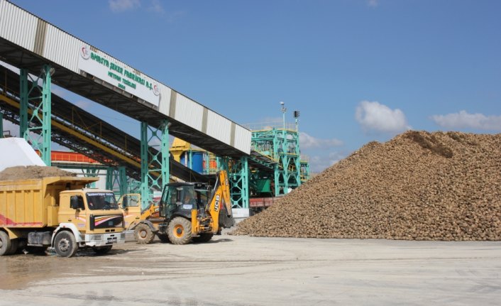 Amasya Şeker Fabrikası'nda 66. kampanya dönemi başladı