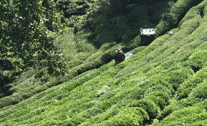 ÇAYKUR 721 bin ton yaş çay aldı