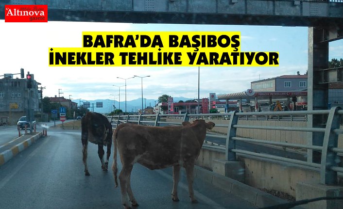 Karayolundaki inekler trafiği tehlikeye düşürdü