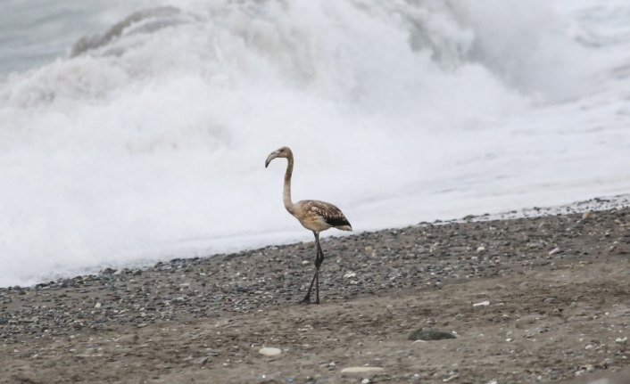 Kastamonu'da sahilde görülen flamingo ilgi odağı oldu