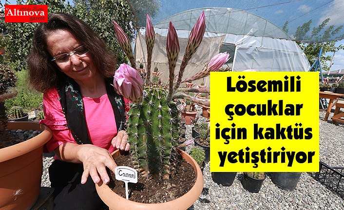 Lösemili çocuklar için kaktüs yetiştiriyor