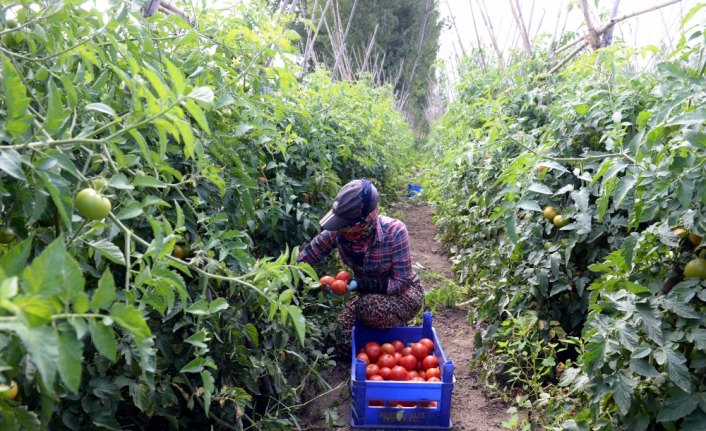 Tokat domatesi ekmek kapıları oldu