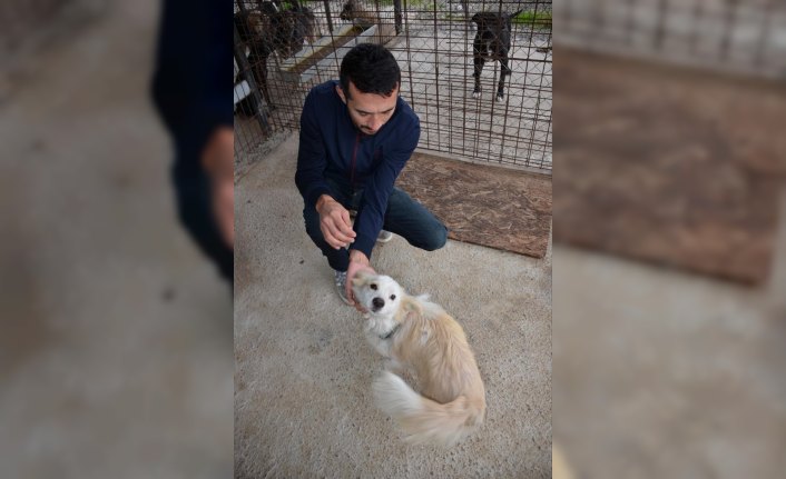 Yaralı köpek sağlığına kavuştu