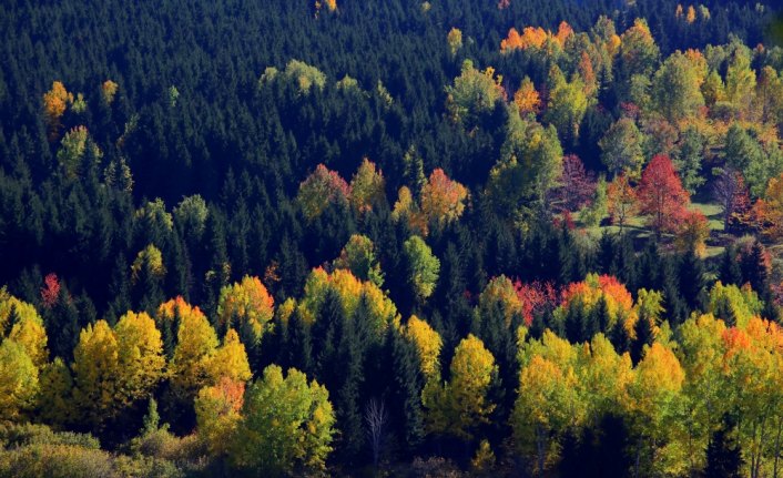 Artvin sonbaharda fotoğraf tutkunlarını cezbediyor