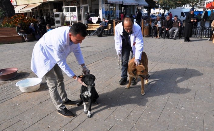 Boyabat'ta sokak köpekleri aşılanıyor