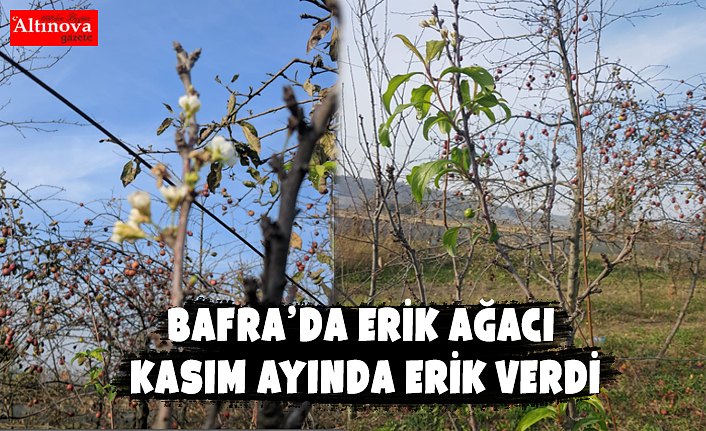 BAFRA’DA ERİK AĞACI KASIM AYINDA ERİK VERDİ