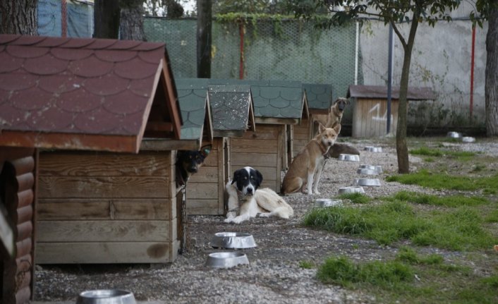 Ordu'da hayvanları koruma kurulu toplantısı düzenlendi