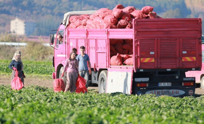 Tokat'ta şeker pancarından 180 milyon lira gelir bekleniyor