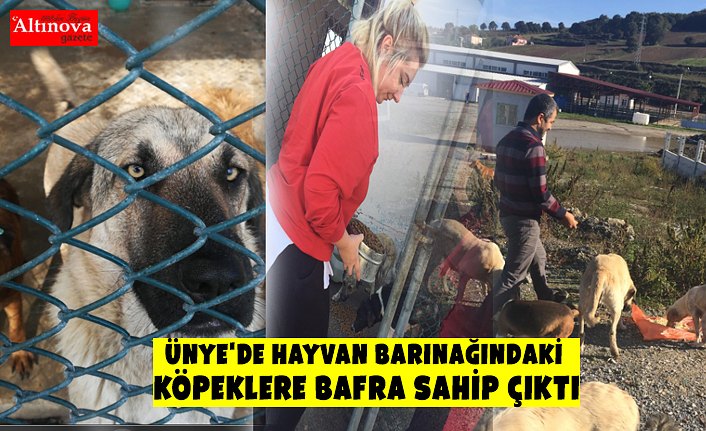 Ünye'de hayvan barınağındaki  köpeklere Bafra sahip çıktı