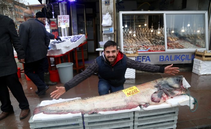 Kastamonu'da 2 metrelik yayın balığı yakalandı