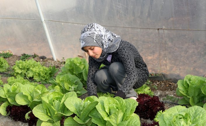 Öğrencilerin serada yetiştirdiği sebzeler okulun mutfağında tüketiliyor