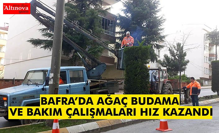 BAFRA’DA AĞAÇ BUDAMA VE BAKIM ÇALIŞMALARI HIZ KAZANDI