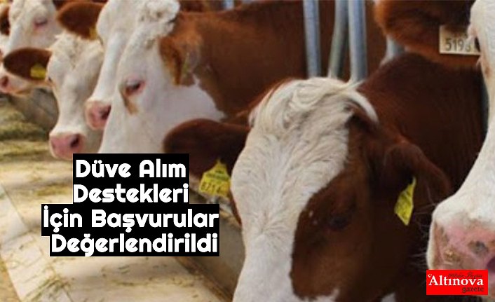 Düve Alım Destekleri İçin Başvurular Değerlendirildi