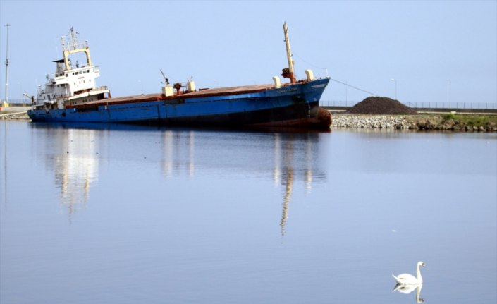 Samsun'da boş kalan limanın keyfini kuğular çıkardı