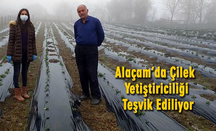 Alaçam’da Çilek Yetiştiriciliği Teşvik Ediliyor